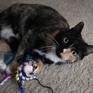 Fundraising Page: Tom Zyra